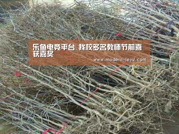 乐鱼电竞平台_我校多名教师节前喜获嘉奖(图2) 乐鱼体育注册