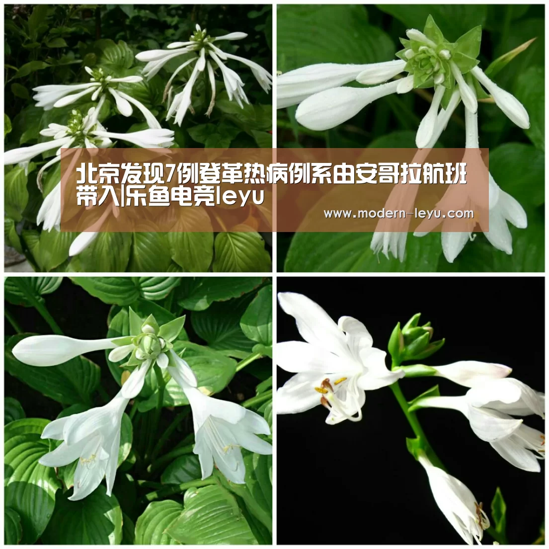 北京发现7例登革热病例系由安哥拉航班带入|乐鱼电竞leyu